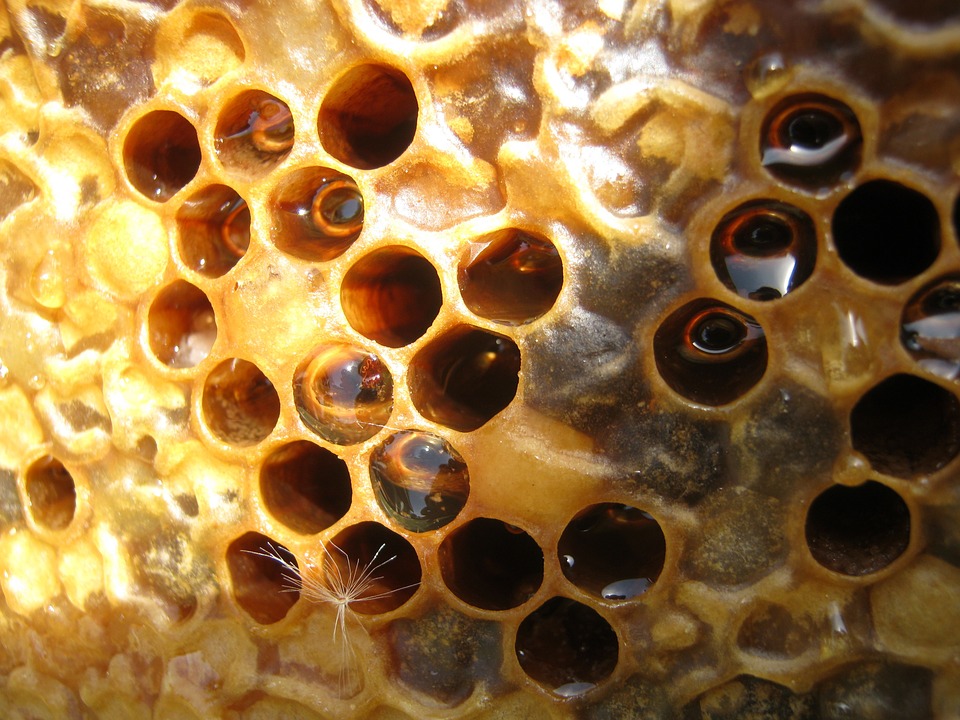 miel de abeja herpes